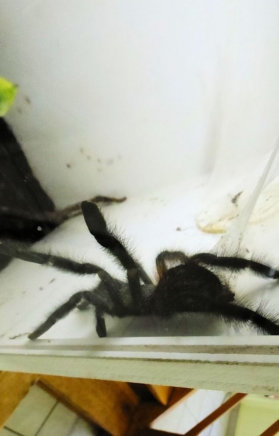 Insekten und mehr in Sundhausen