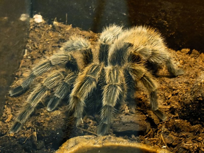 Insekten und mehr in Sundhausen