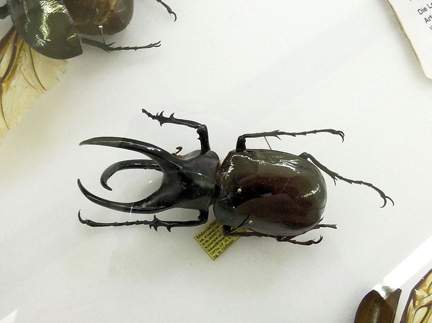 Insekten und mehr in Sundhausen