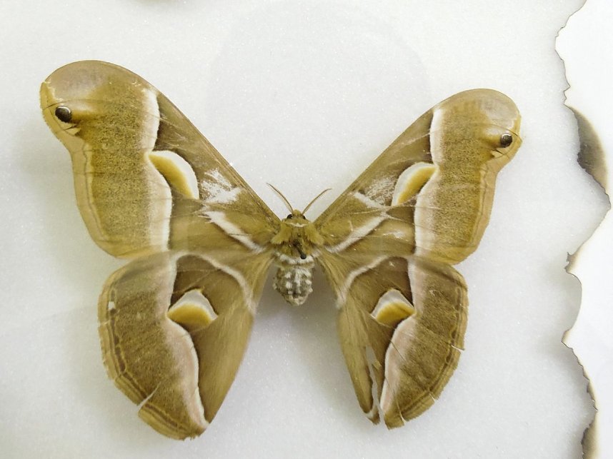 Insekten und mehr in Sundhausen