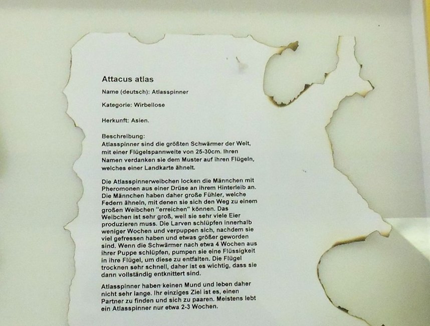 Insekten und mehr in Sundhausen