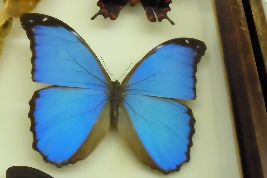 Insekten und mehr in Sundhausen