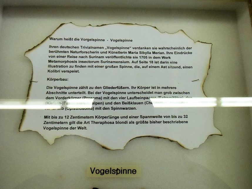 Insekten und mehr in Sundhausen