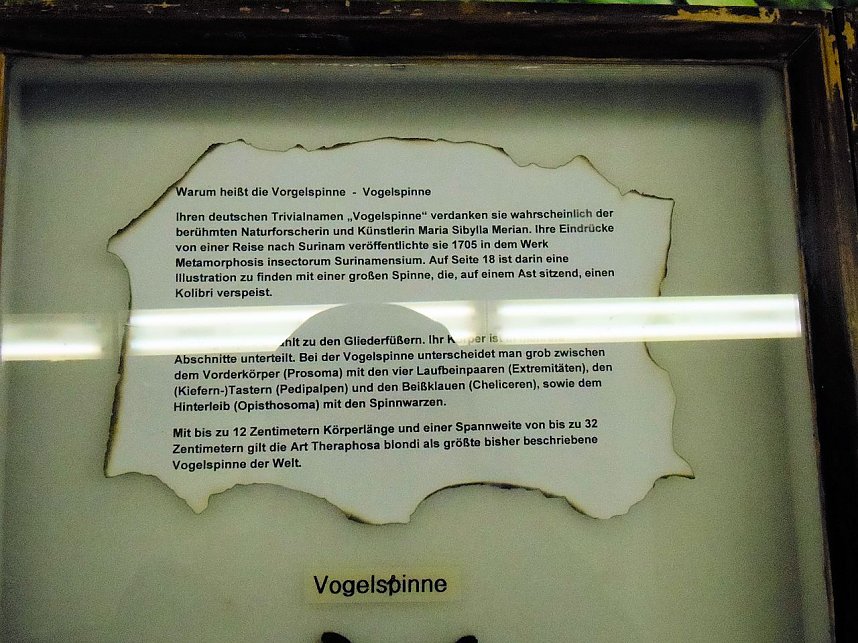 Insekten und mehr in Sundhausen