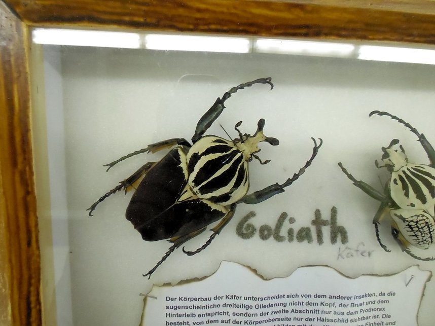 Insekten und mehr in Sundhausen