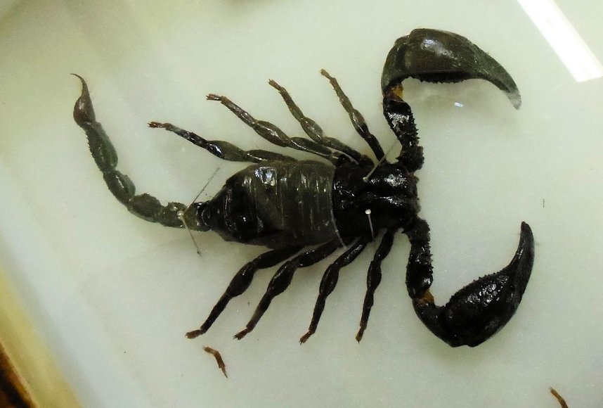 Insekten und mehr in Sundhausen