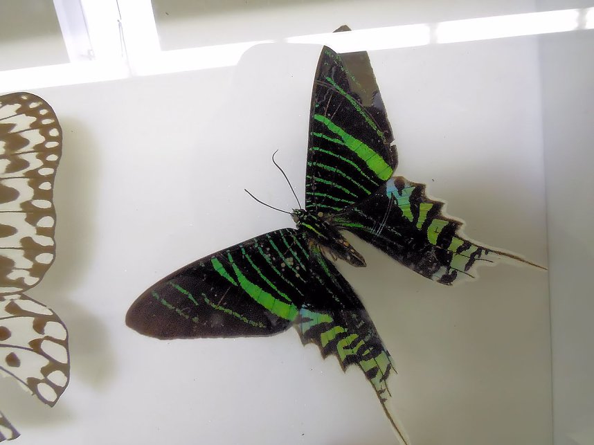 Insekten und mehr in Sundhausen