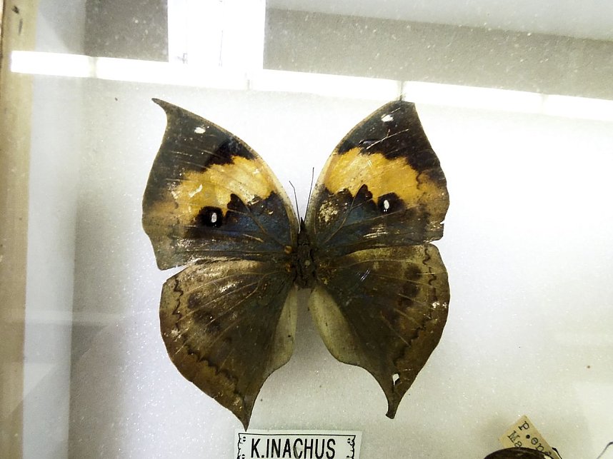 Insekten und mehr in Sundhausen