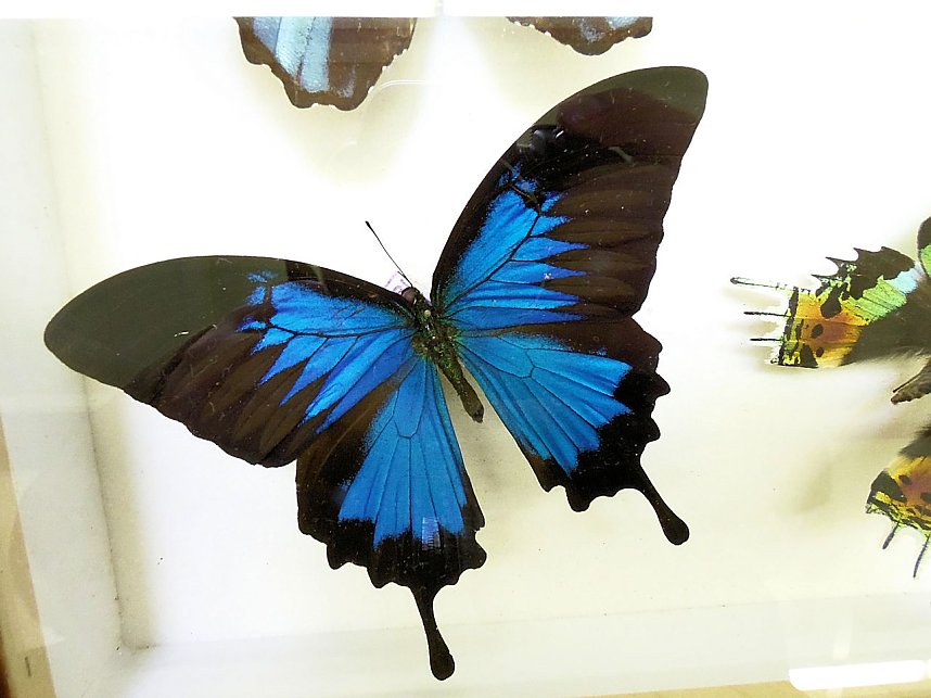 Insekten und mehr in Sundhausen