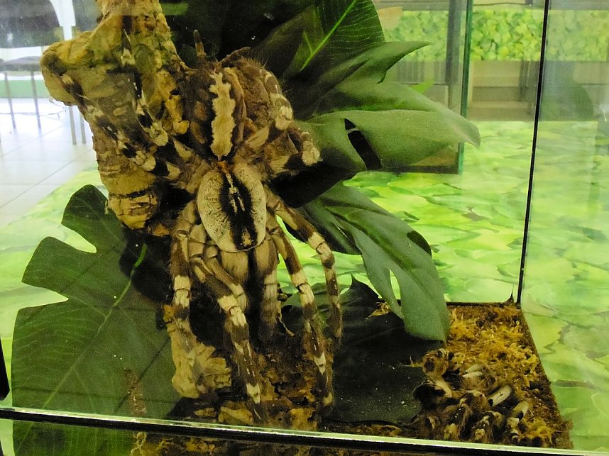 Insekten und mehr in Sundhausen