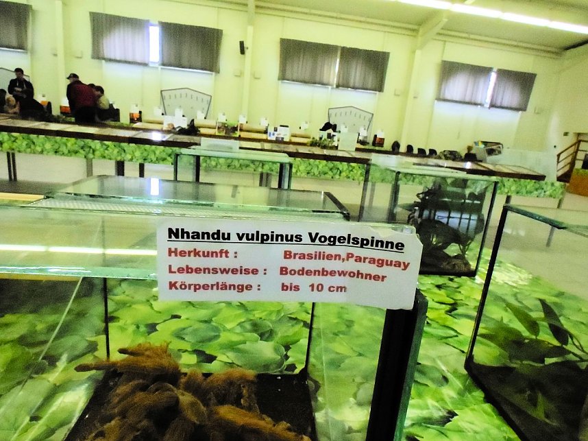 Insekten und mehr in Sundhausen