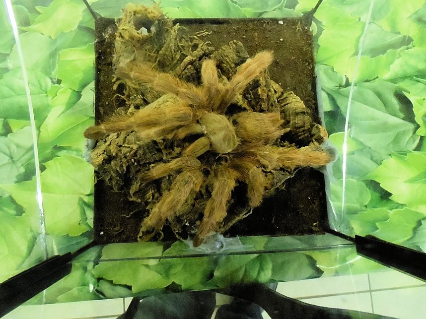 Insekten und mehr in Sundhausen