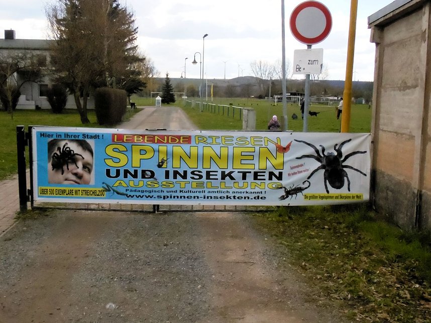 Insekten und mehr in Sundhausen