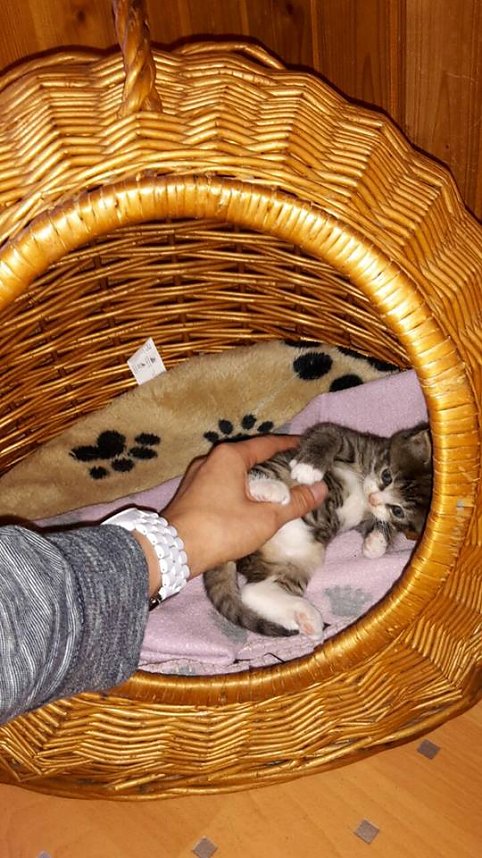 Animal hording in Nordhausen