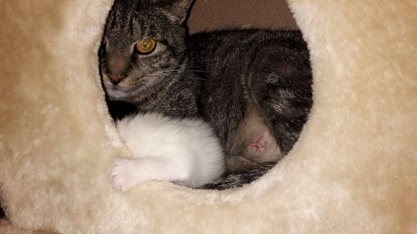 Animal hording in Nordhausen