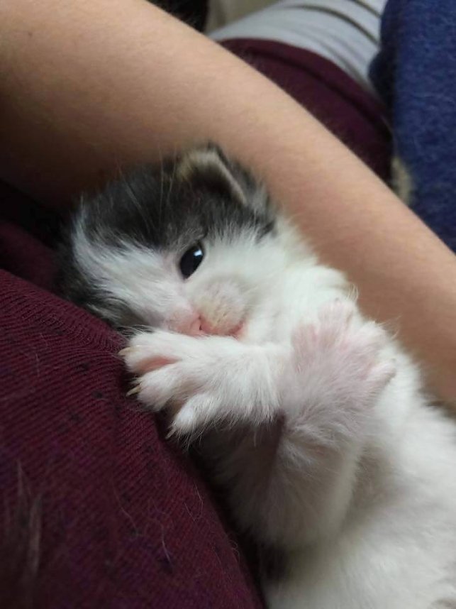 Animal hording in Nordhausen