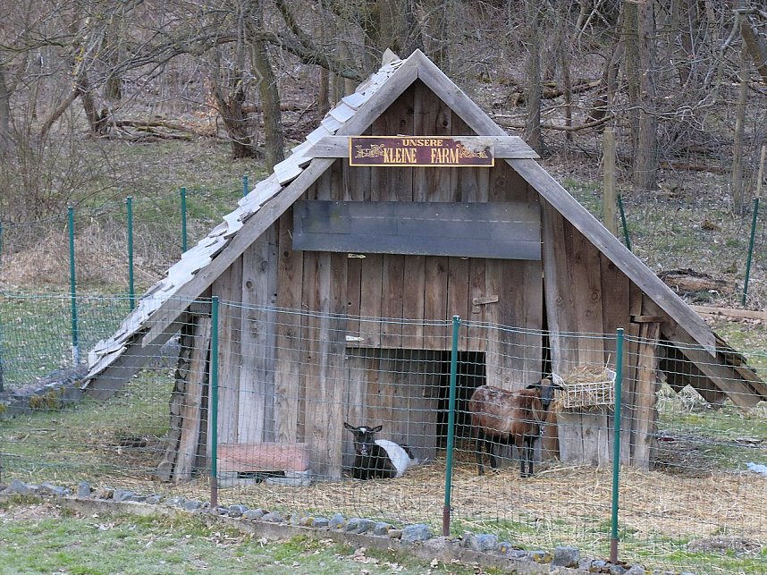 Doppeltes Pech beim Ziegenkopf