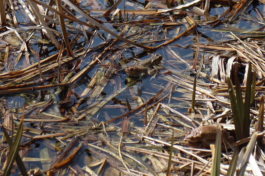 Gondelsaison in Neustadt er&ouml;ffnet