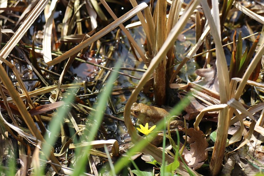 Gondelsaison in Neustadt er&ouml;ffnet