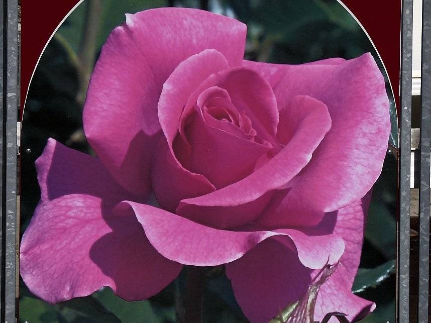 Saisoner&ouml;ffnung im Sangerh&auml;user Rosarium