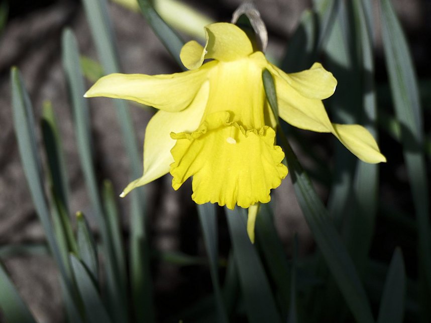 Saisoner&ouml;ffnung im Sangerh&auml;user Rosarium