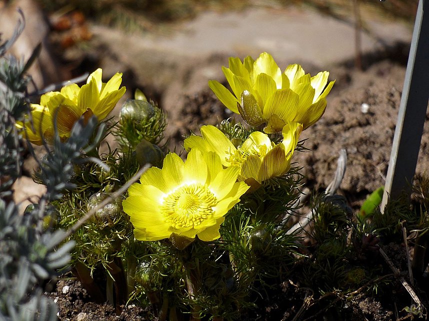 Saisoner&ouml;ffnung im Sangerh&auml;user Rosarium