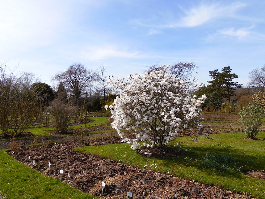 Saisoner&ouml;ffnung im Sangerh&auml;user Rosarium