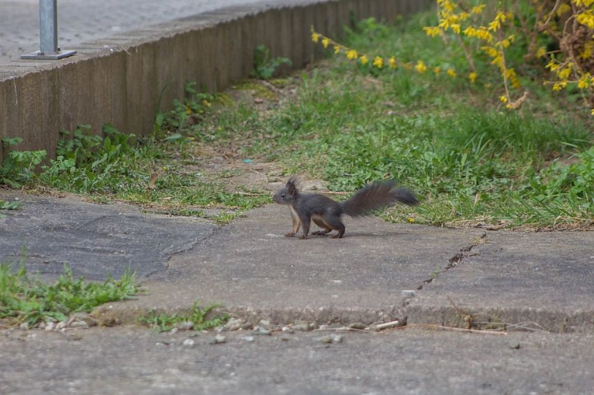 Tierische Mitbewohner