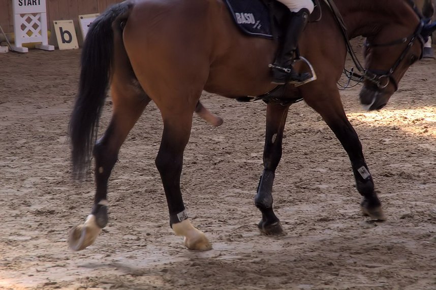 5. Hoffest und Reitturnier in Wollersleben