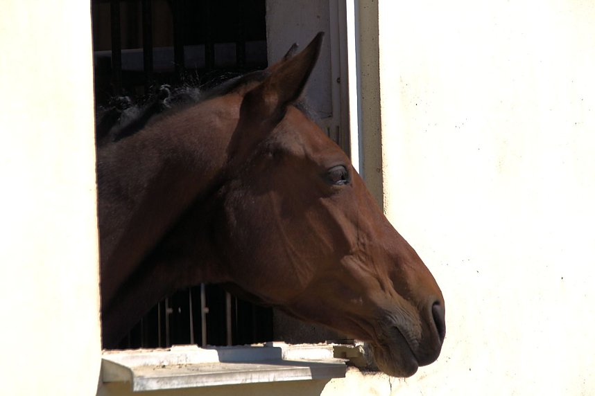 5. Hoffest und Reitturnier in Wollersleben