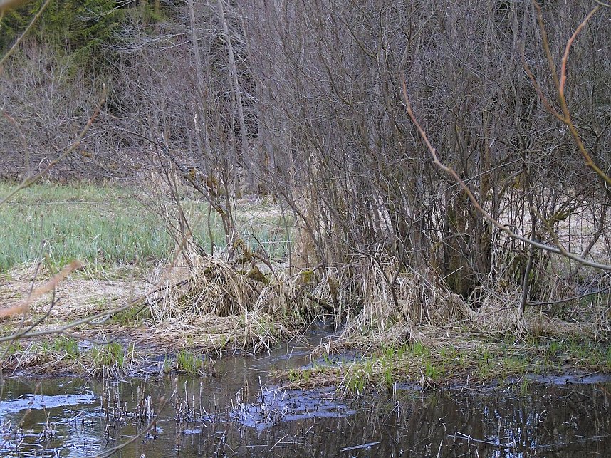 Moore, Hexen und Harz