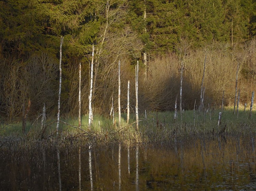 Moore, Hexen und Harz