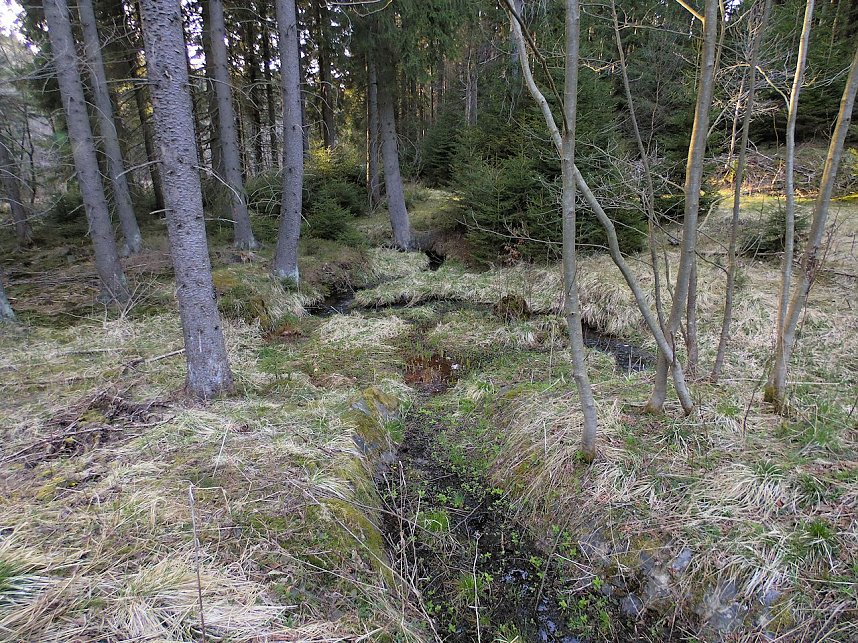 Moore, Hexen und Harz