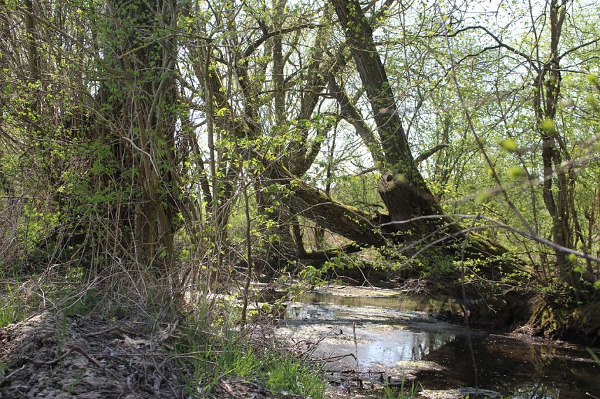 An der Salza kann man wieder spazieren