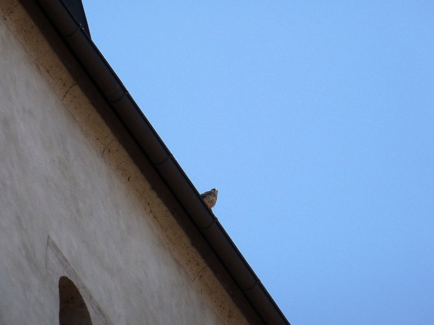 Der Nordh&auml;user Dom