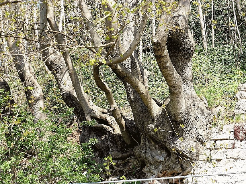 Der Nordh&auml;user Dom