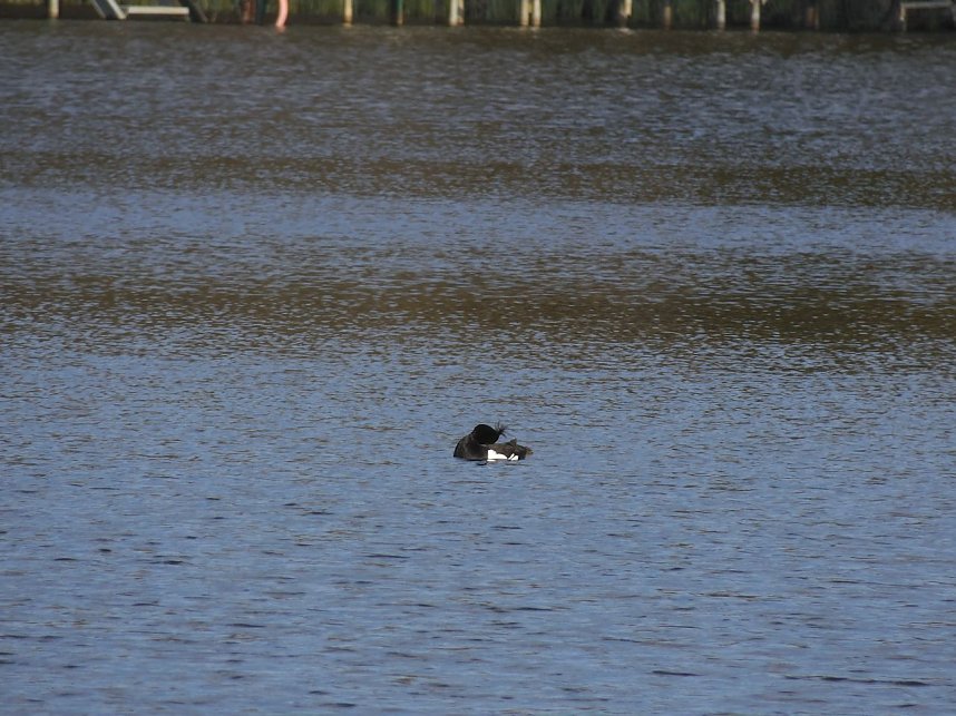 Der Treue Nachbarteich - die sch&ouml;ne Seite