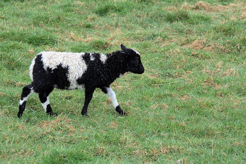 L&auml;mmerfest auf Ziegenalm