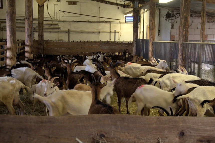 L&auml;mmerfest auf Ziegenalm