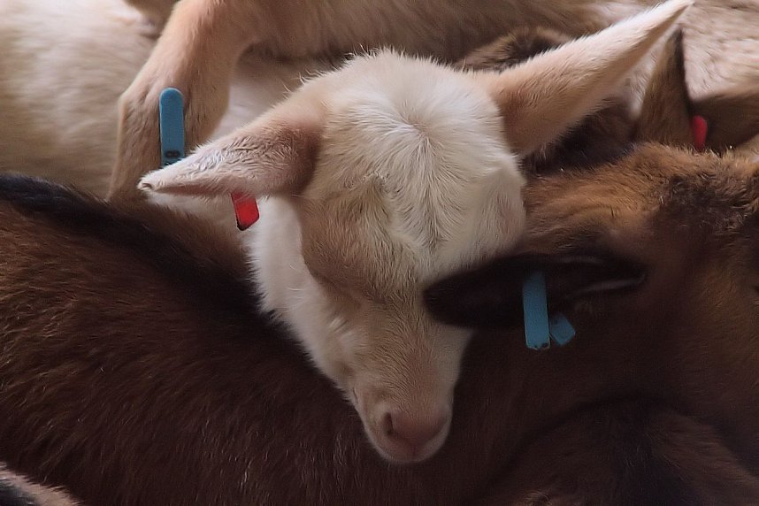 L&auml;mmerfest auf Ziegenalm