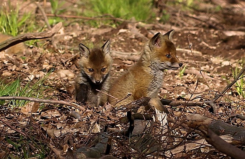 Ein sch&ouml;nes St&uuml;ck Natur beim Abendspaziergang mit der Kamera im W&uuml;lfinger&ouml;der Wald