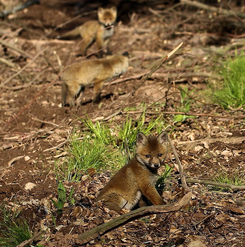 Ein sch&ouml;nes St&uuml;ck Natur beim Abendspaziergang mit der Kamera im W&uuml;lfinger&ouml;der Wald