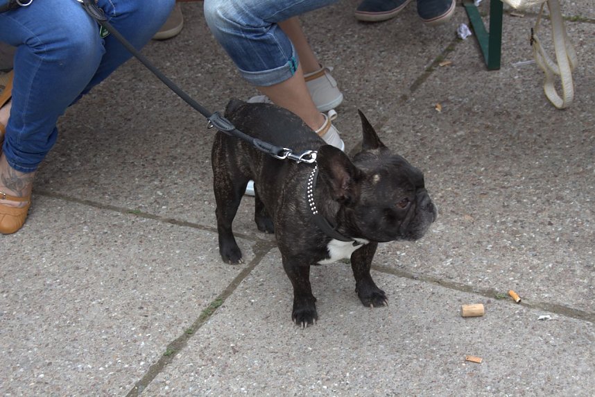 Drittes Nordh&auml;user Weinfest, zweiter Tag