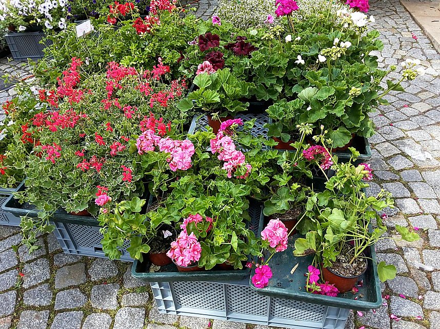 Geranien - und Blumenmarkt auf dem Nordh&auml;user Rathausplatz