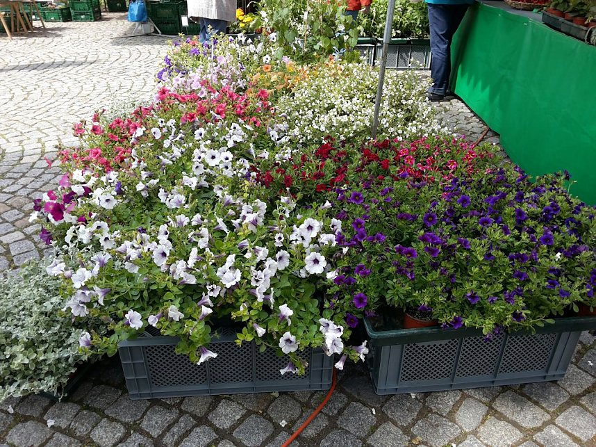 Geranien - und Blumenmarkt auf dem Nordh&auml;user Rathausplatz