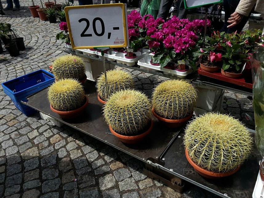 Geranien - und Blumenmarkt auf dem Nordh&auml;user Rathausplatz