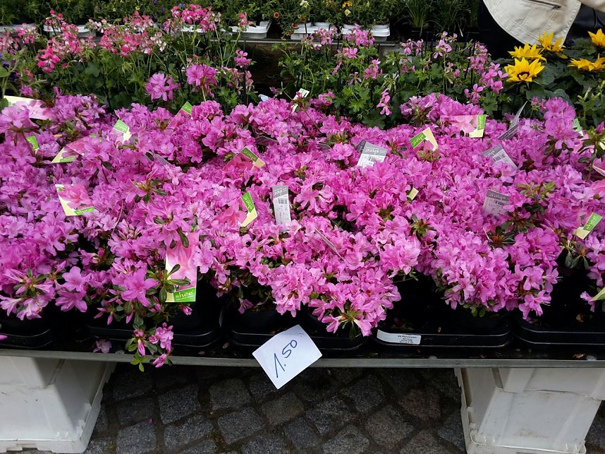 Geranien - und Blumenmarkt auf dem Nordh&auml;user Rathausplatz