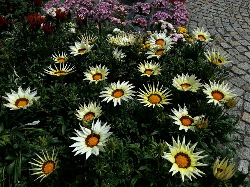 Geranien - und Blumenmarkt auf dem Nordh&auml;user Rathausplatz