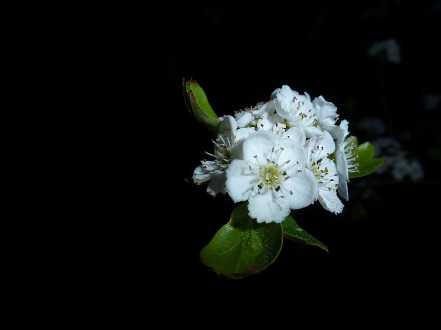 Bl&uuml;tenpracht in der Nordh&auml;user Nacht