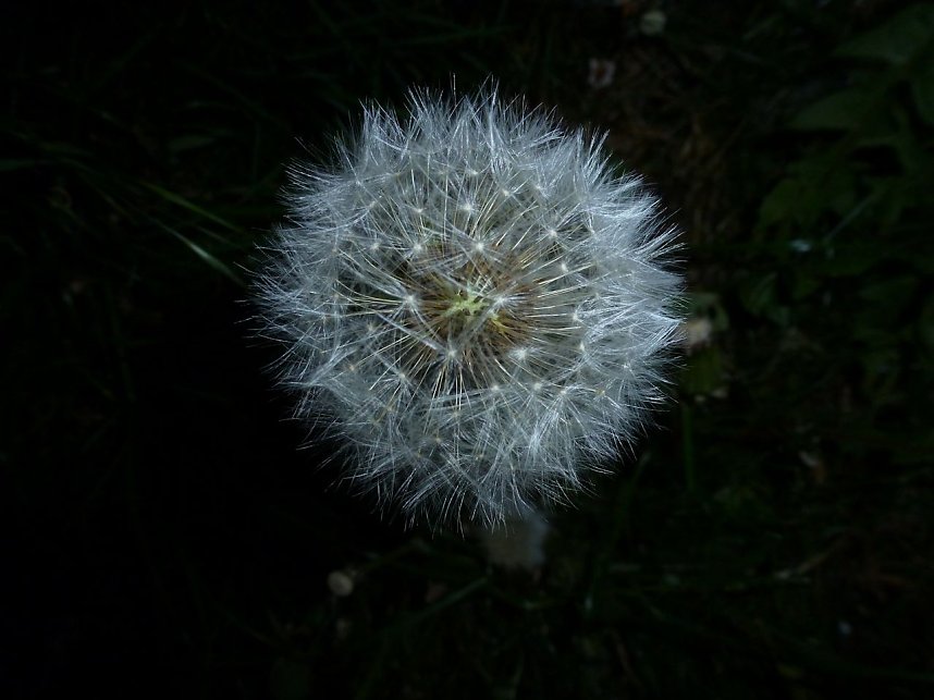 Bl&uuml;tenpracht in der Nordh&auml;user Nacht